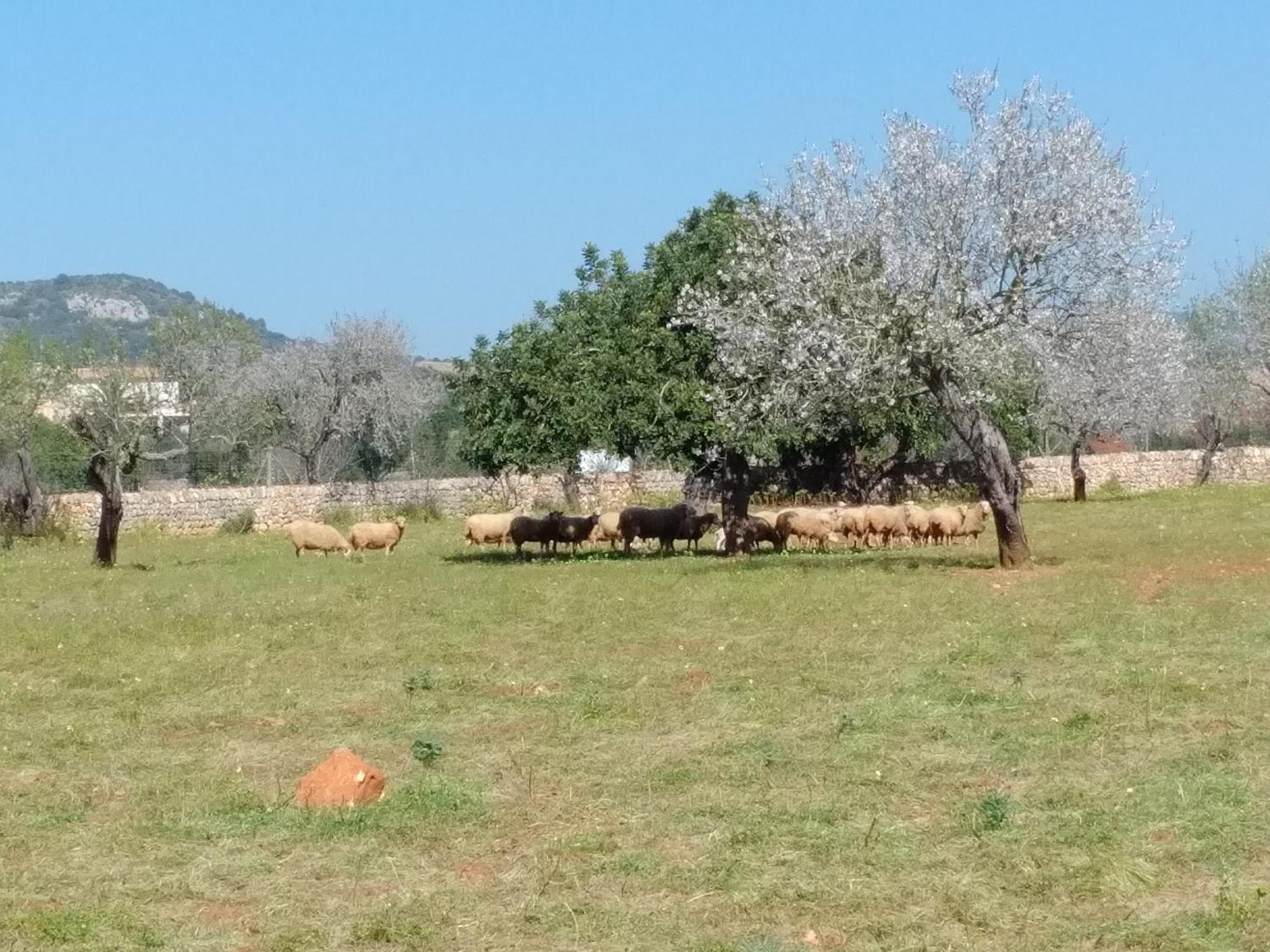 Finca Son Marimon (Adults Only) Сантаньи Экстерьер фото